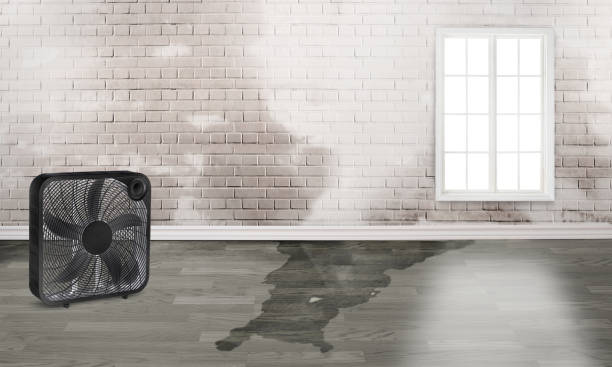 Best Water damage repair service  in Williamston, SC